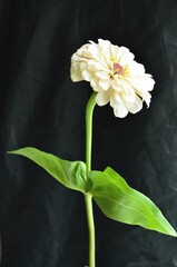 flowers in the garden