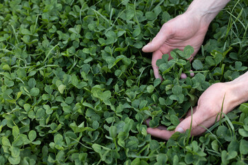 Naklejka na ściany i meble Mans hands touching fresh green clover. Farming.
