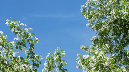 Fototapeta na wymiar Branches of blooming apple tree in mid-summer on the background of sky. White flowers on branches of an apple tree sway in the wind in summer.