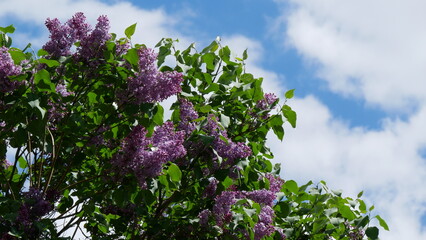 Branches of blooming lilac tree in mid-summer on the background of sky. Purple flowers on branches of lilac tree sway in the wind in summer.