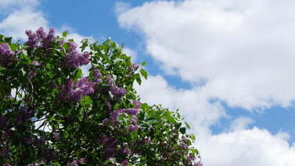 Branches of blooming lilac tree in mid-summer on the background of sky. Purple flowers on branches of lilac tree sway in the wind in summer.