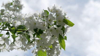 Branche of blooming apple tree in mid-summer on the background of sky. White flowers on branche of an apple tree in summer.