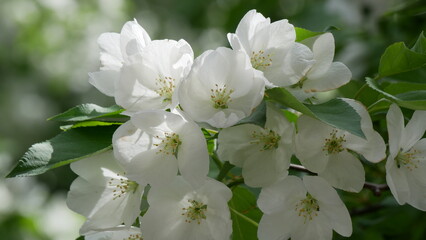 Branche of blooming apple tree in mid-summer. White flowers on branche of an apple tree in summer.