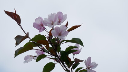 Branche of blooming apple tree in mid-summer. Pink flowers on branche of an apple tree in summer.