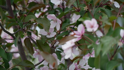Branches of blooming apple tree in mid-summer. Pink and white flowers on branche of an apple tree in summer.