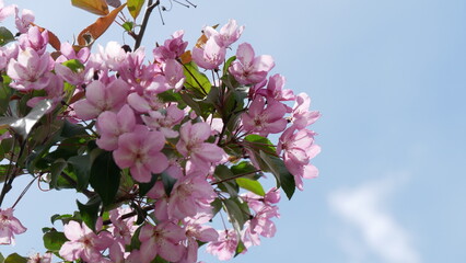 Branche of blooming apple tree in mid-summer. Red and pink flowers on branche of an apple tree in summer.