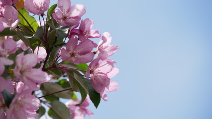 Red and pink flowers on branche of an apple tree in summer. Flowering plants in the park.
