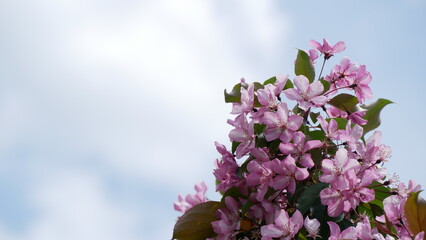 Red and pink flowers on branche of an apple tree in summer. Flowering plants in the park.