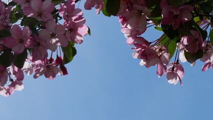 Red, pink and white flowers on branche of an apple tree in summer. Flowering plants in the park.