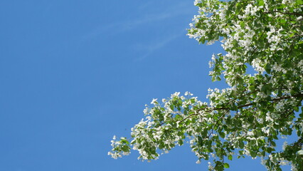 Branches of blooming apple tree in mid-summer on the background of sky. White flowers on branches of an apple tree sway in the wind in summer.