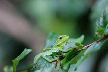 Bronchocela jubata, a chameleon that perches on a tree branch.