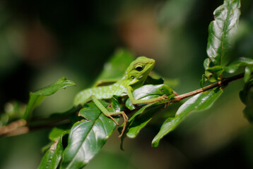 Bronchocela jubata, a chameleon that perches on a tree branch.