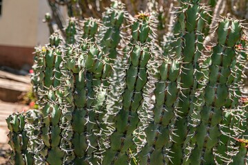 Closeup shot of blossom Euphorbia virosa plants
