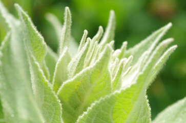 Succulent green leaves in sunlight