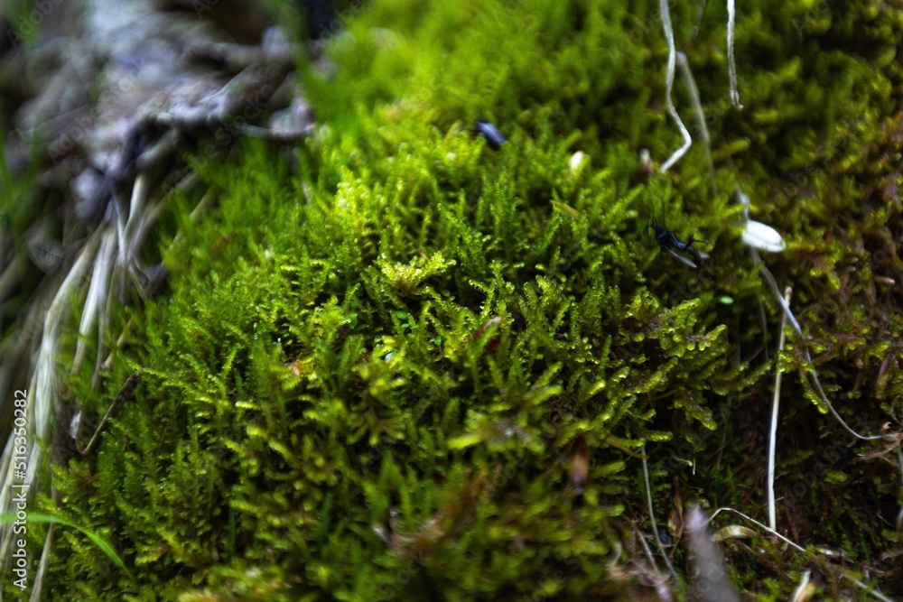 Wall mural Surface of the wall covered with green moss.  Natural forest background.