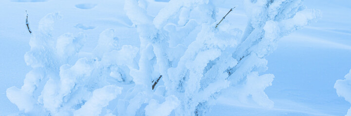 Plants in the tundra in the Arctic are covered with hoar frost. Snow and rime ice on the branches...