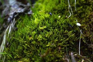 Surface of the wall covered with green moss.  Natural forest background.