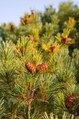 Branches with cones and needles close-up. Siberian dwarf pine (Pinus pumila). Shallow depth of field. Blurred background.