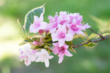 Abundant pink flowers of Weigela florida in mid May