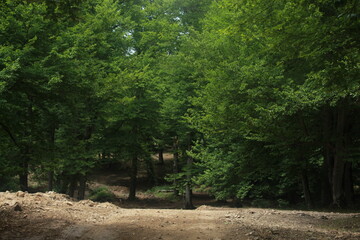 girl in a blue dress walking in forest
