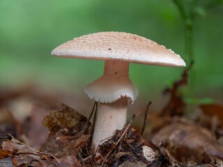 Amanita rubescens or blusher mushroom