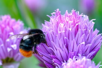Macro shot of a housefly (Musca domestica) on a purple Chives flower (Allium schoenoprasum)