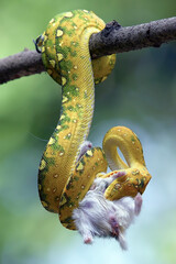 Juvenile green tree phyton eat prey