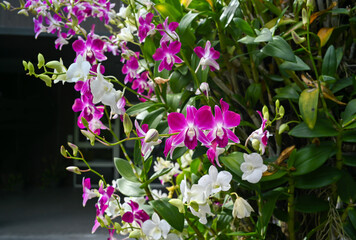 Colorful orchids in garden.