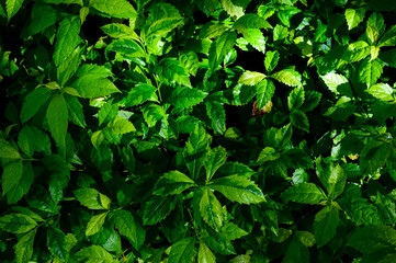 abstract stunning panorama green leaf texture, tropical leaf foliage nature dark green background. green banners nature tropical concept