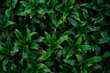 Fototapeta na wymiar abstract stunning panorama green leaf texture, tropical leaf foliage nature dark green background. green banners nature tropical concept