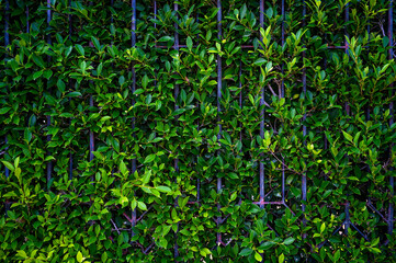 tropical leaves, abstract green leaves texture