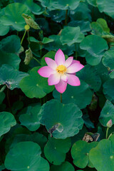 lotus flower in the pond with a beautiful light in the morning