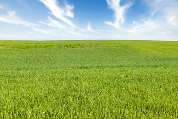 Green wheat ears agricultural harvest field. Rural landscape under shining sunlight and blue sky