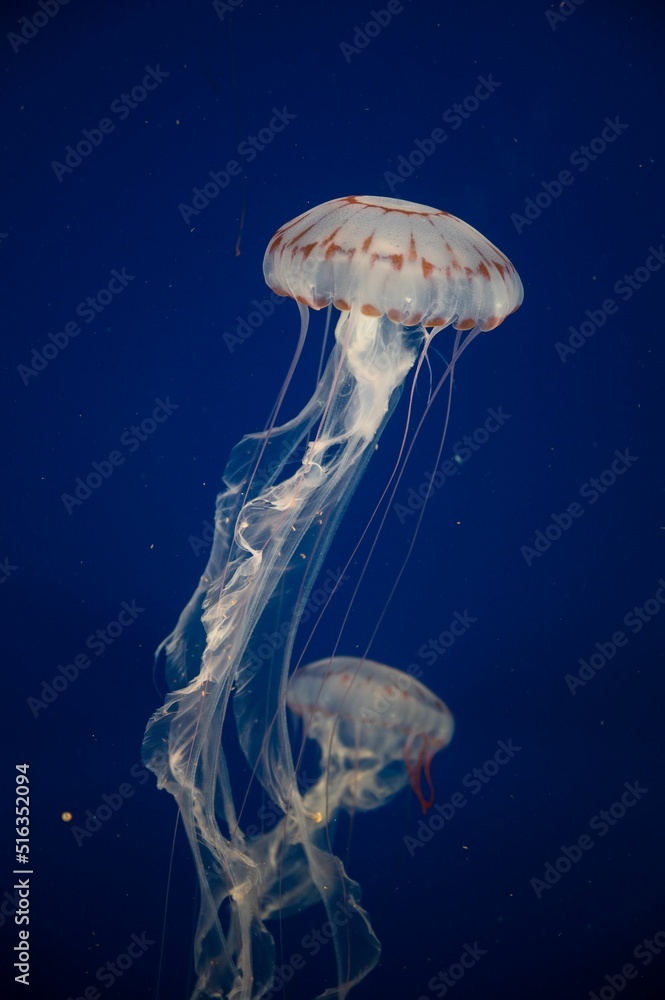 Poster Vertical shot of beautiful jellyfish underwater