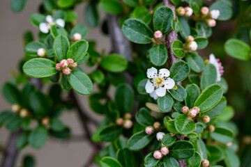 Cotoneaster salicifolius scarlet leader flowers with green foliage horizontal, dogwood flowers, floral background