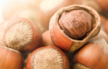 background of freshly picked hazelnut close-up
