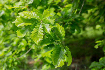 Leaves of a Common oak Quercus robur in spring