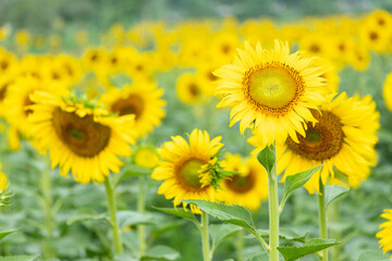 Beautiful yellow color sunflower in the agriculture farm background