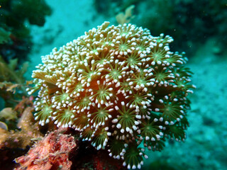 イソギンチャク