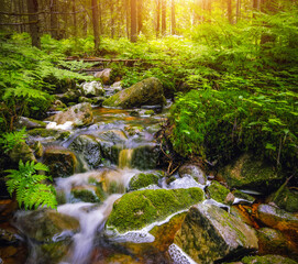 Forest river creek water flow. Beautiful summer landscape with trees, stones and flowing water at sunny weather