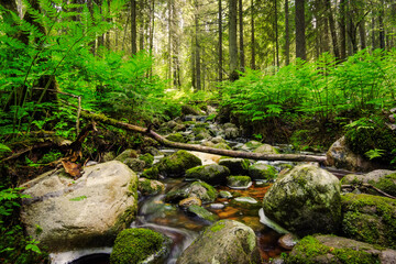 Fototapeta na wymiar Forest river creek water flow. Beautiful summer landscape with trees, stones and flowing water at sunny weather