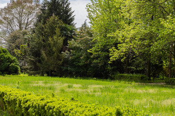 Green trees and green grass in a spring park on a sunny day