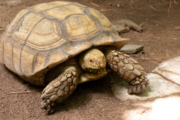 Big brown tortoise stand on soil background