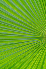 Obraz premium Abstract background form palm leaves