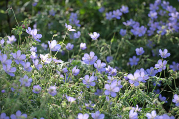 Hardy geranium 'Blue Cloud' in flower.