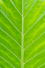 close up elephant ear plant