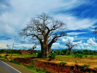 amazing beautiful baobab in the tropical nature of kenya