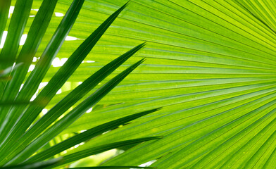 Abstract background form palm leaves
