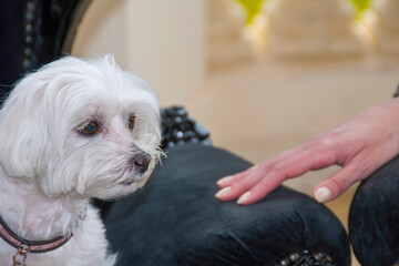 Woman Hand reaching her Dog