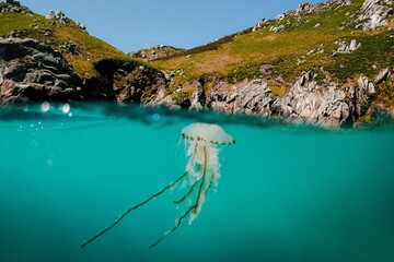 Compass jellyfish floating in a bay on the east side of Lundy Island, UK